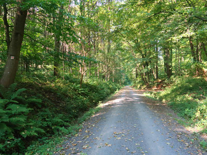 Der  mit einem roten Kreuz markierten Wanderweg vor Leimen
