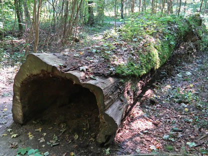 Verlobungseiche bei Leimen