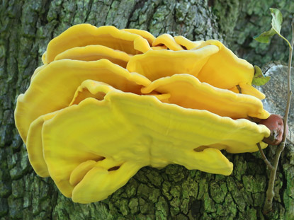 Vermutlich ein Zunderpilz wchst am Stamm eins Apfelbaums