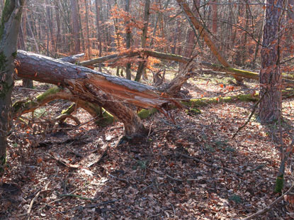 Bannwald am Ketscher Weg im Schwetzinger Hardt