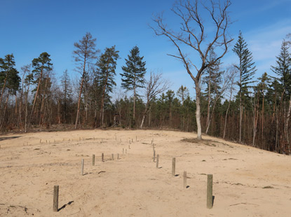 Aufstieg zum Gipfel der Sanddne Schwetzinger Buckel