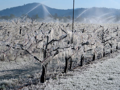 Die Winzer berieseln  ihre Weinberge mit Wasser, um Frostschden an den Bllten zu vermeiden.