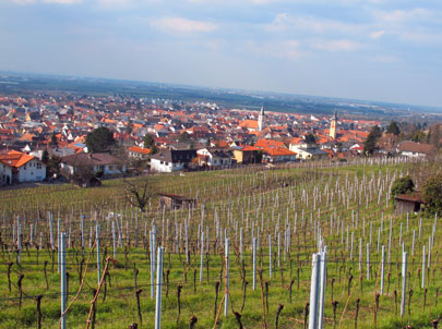 Wanderung Bltenweg: Schriesheim; der Bltenweg verluft durch die Weinberge