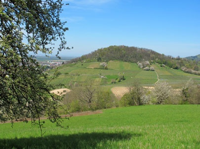 Bltenweg Bergstrae: Blick auf den Hemsberg bei Bensheim
