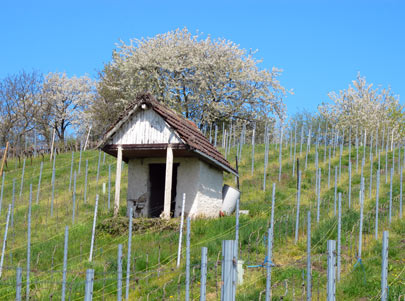 Bltenweg: Das Geheimnis der Weinberghuschen. Vor rund 100 Jahren wurden  in einem Bassin Regenwasser gesammelt, das mit Kupferkalkbrhe vermischt und zur Pilzbekmpfung diente.