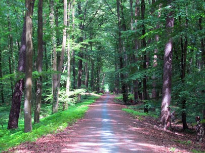 Odenwald Wanderung Bltenweg: Die "Malcher Schneise"