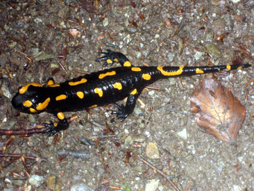 Bei Regen kommen die Salamander aus ihren Erdhhlen