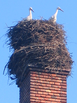 Storchennest vor unserer Unterkunft