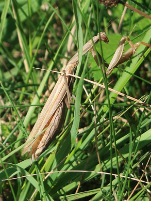 Wandern durch Mhren: Gottesanbeterin