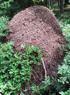 Hoher Smeisenhgel sind eine Zeichen fr die kalte Witterung im Bhmerwald