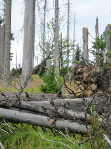 Abgestorbene Bume entlang des Wanderweges im Nrodn park umava(Nationalparks Bhmerwald)