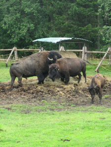 Amerikanische Bisons beim Weriler Stubenbach