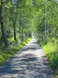 Der Wanderweg verluft nach Kuschwarda zunchst durch eine Birkenallee 