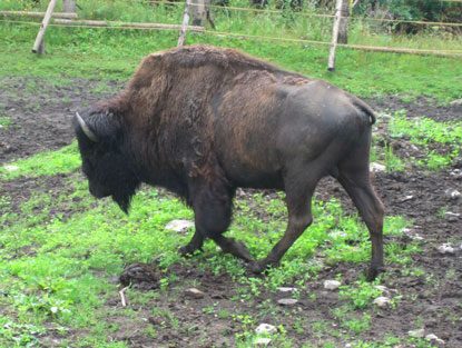 Bptanischer Garten mit einer Bionfarm im Ort Prily (Stubenbach)