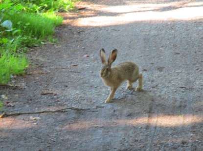 Hasenbesuch bei Bučina (Buchwald) 