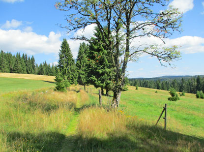 Die Hochlche zwischen Buchwald und Kuschwarda
