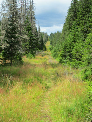 Nach Abbau der 6.000 Volt Grenzbefestigung wurde an dieser Stelle ein Signalzaun errichtet