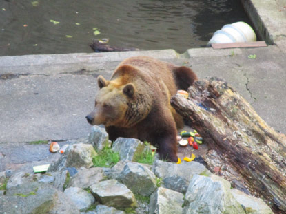 Der 16-Jhrige Brin  Marie Terezie  im Brengraben von Česk Krumlov (Krummau)