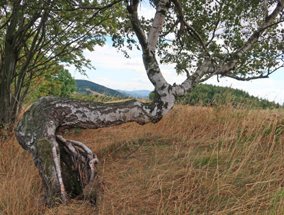 Birke auf dem Wanderweg vom Jeschkenkamm