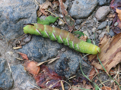 Fast 10 cm lang ist die Raupe des Ligusterschwrmers. Auffallend das fast schwarze Analhorn.