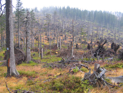 Nirgendwo haben wir einen solchen dramatischen Umfang des Waldsterbens gesehen