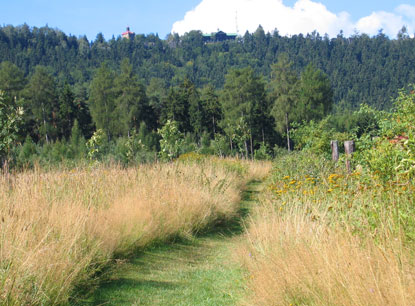 Weg zu den Felsen der Broumovske steny (Braunauer Wnde). Auf dem Gipfel ist eine Wallfahrtskirche 