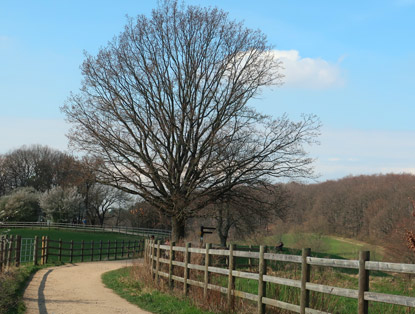 Camino Odenwald: Hermann-Schfer-Eiche