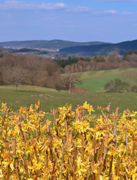 Camino inclusivo: Blick von  Gasthaus Morgenstern (Siedelsbrunn) nrdlich in Richtung Wald-Michelbach