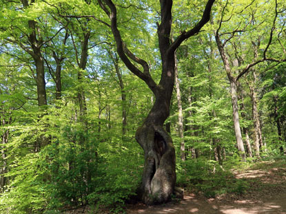 Camino incluso im Odenwald: Holdermannseiche