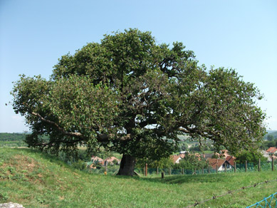 1,2 km auerhalb von Romhny ist der 300 Jahre alte Trkmogyorfa (Rkczi-Baum)