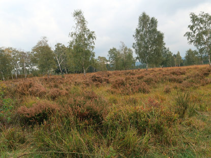 Eifelsteig Etappe: 01, Naturschtuzgebiet Struffelt