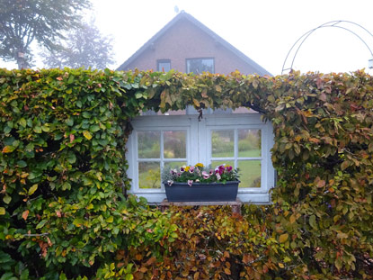 Eifelsteig Etappe 2: Hecke mit Fenster in Mtzenich