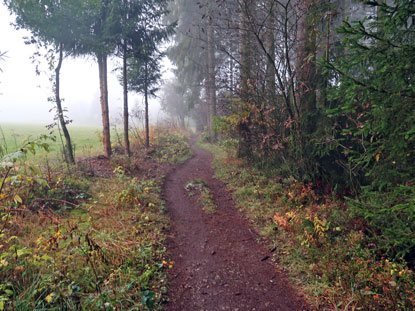 Eifelsteig Etappe 2: Waldrandweg vor Mtzenich