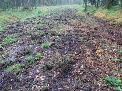 Eifelsteig Etappe 2: Durch das Hohe Venn. Wildschweine haben den Boden durchwhlt