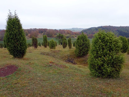 Wachholderheide auf dem Eifelsteig