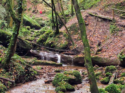 Es geht stndig bergauf auf dem ca. 1,7 km langen Weg, den der der Eifelsteig durch das Butzerbachtal nimmt