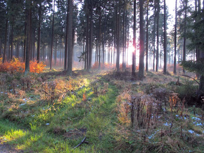 Vor Sonnenuntergang auf dem Harzer Hexen-Stieg