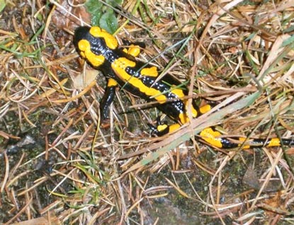  Ein Salamander berquert den Wanderweg