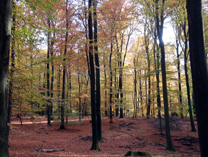 Heidschnuckenweg beim Karlstein: Bucxhenwald