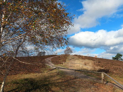 Abstieg vom Brunsberg auf dem Heidschnuckenweg und dem Fernwanderweg E1