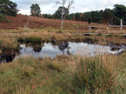 Fluss Büsenbach im gleichnamigen Tal