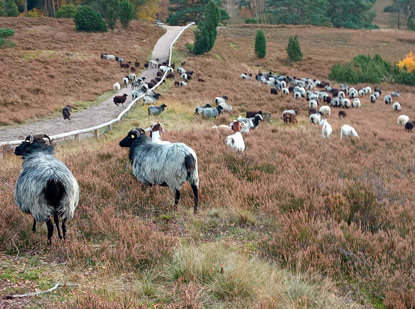 Heidschnuckenweg: Heidschnucken am Pferdekopf