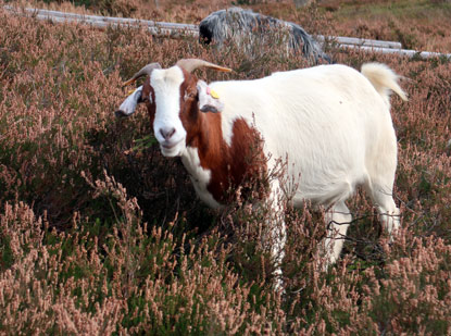 Ziege als Helfer bei der Bewidung deer Heide am Büsenbachtal