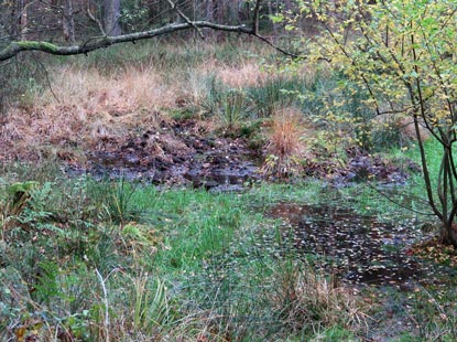Heidemoor bei Seppensen