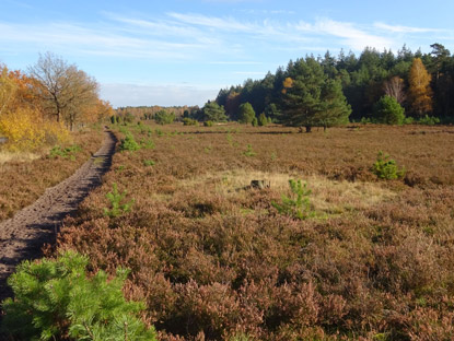 Landschaftsbild mit Reitweg in der Weseler-Heide