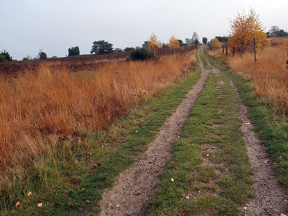 Heidschnuckenweg nach dem Wilseder Berg