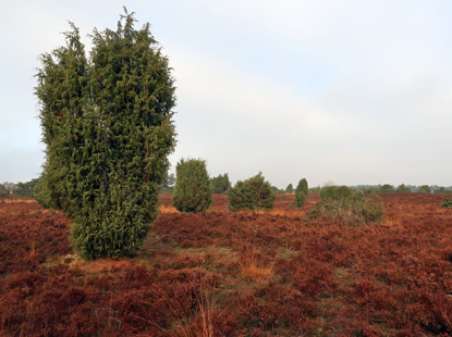 Wacholdrbäume im Radebachtal