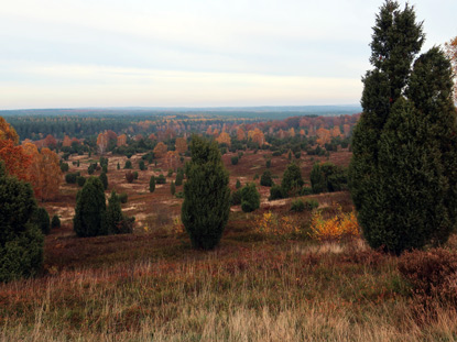 Blick vom Wilseder Berg
