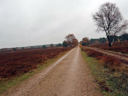 Wanderweg durh die Osterheide verluft schnurgrade in Richtung Schneverdingen