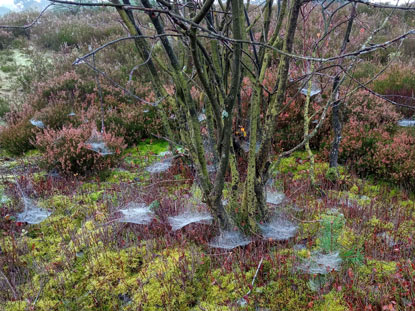 Regenwetter